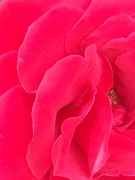 9th Jun 2020 - Rose Flower