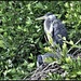 RK3_8587 Heron's nest by rosiekind