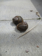 11th Jun 2020 - probably about to make more snails