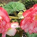 Grapeleaf begonias  by congaree
