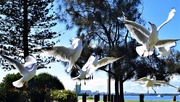 12th Jun 2020 - Squabbling Seagulls ~  