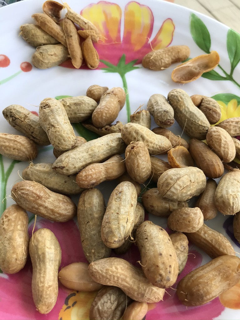 A plate of boiled peanuts on a lazy summer afternoon. by maysvilleky