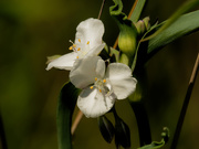 11th Jun 2020 - White Virginia Spiderwort