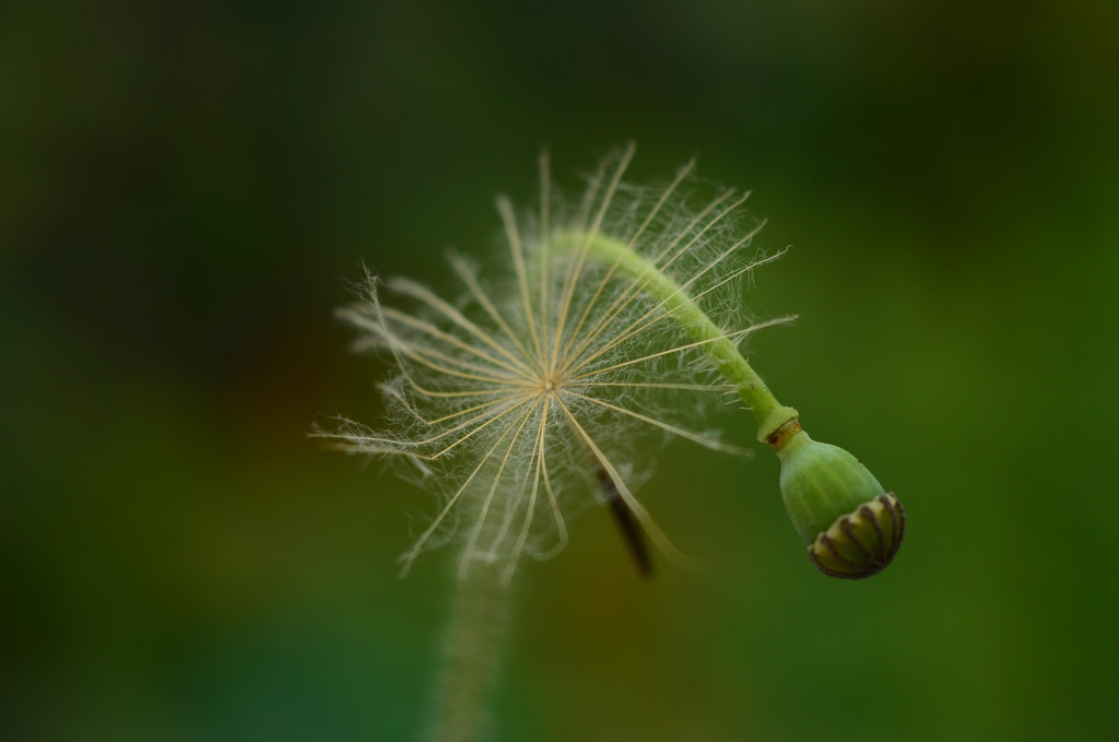Seed and Seed Head by fbailey