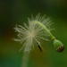 Seed and Seed Head by fbailey