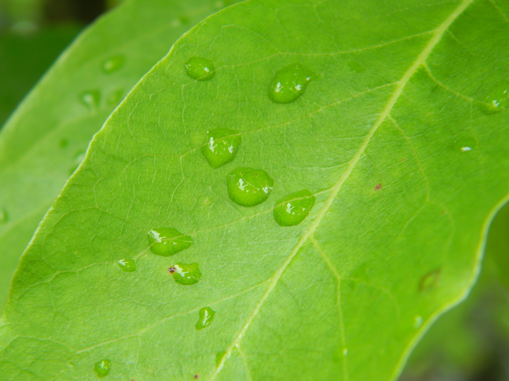 Raindrops on Blackgum Leaf  by sfeldphotos