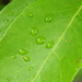 Raindrops on Blackgum Leaf  by sfeldphotos