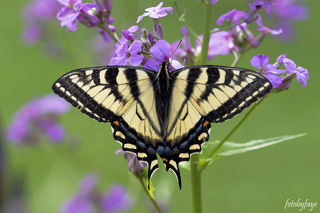Eastern Swallowtail Butterfly by fayefaye
