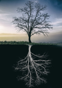 11th Jun 2020 - Tree of Life