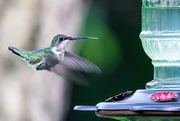 12th Jun 2020 - A Hummingbird Finally Came to Visit!