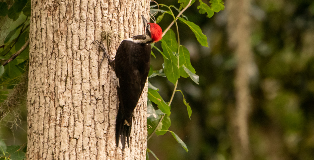 Another Piliated Woodpecker! by rickster549