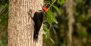 11th Jun 2020 - Another Piliated Woodpecker!