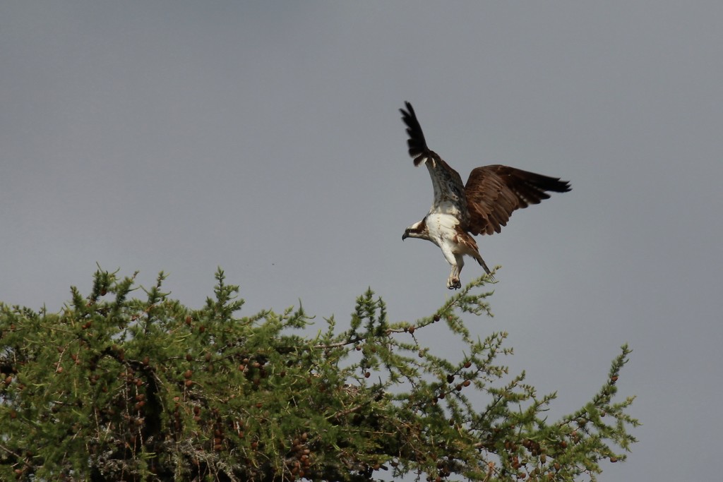 This week's check up on the Ospreys by jamibann