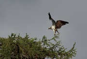 12th Jun 2020 - This week's check up on the Ospreys