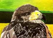 12th Jun 2020 - Bird of prey (painting)