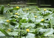 12th Jun 2020 - Water Lilies 