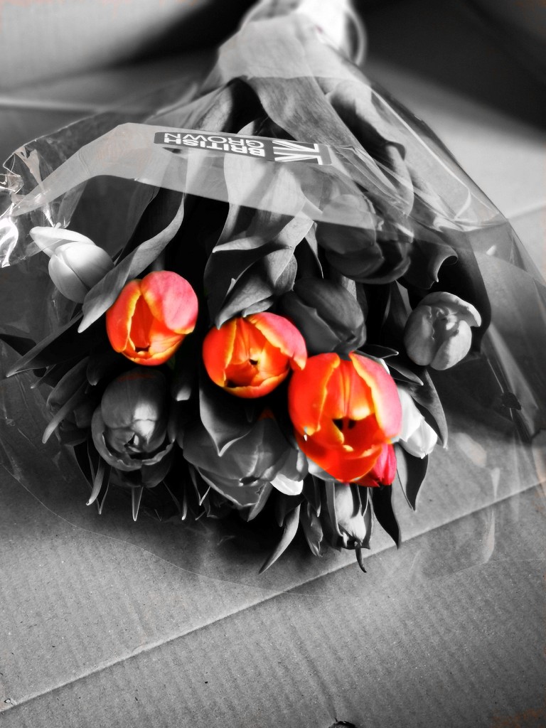 Tulips ~ Colour Splash  by plainjaneandnononsense