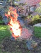 12th Jun 2020 - Oh the tree is on fire