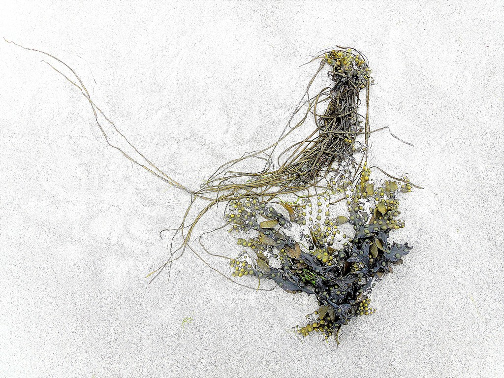 Seaweed by etienne