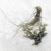 Seaweed by etienne