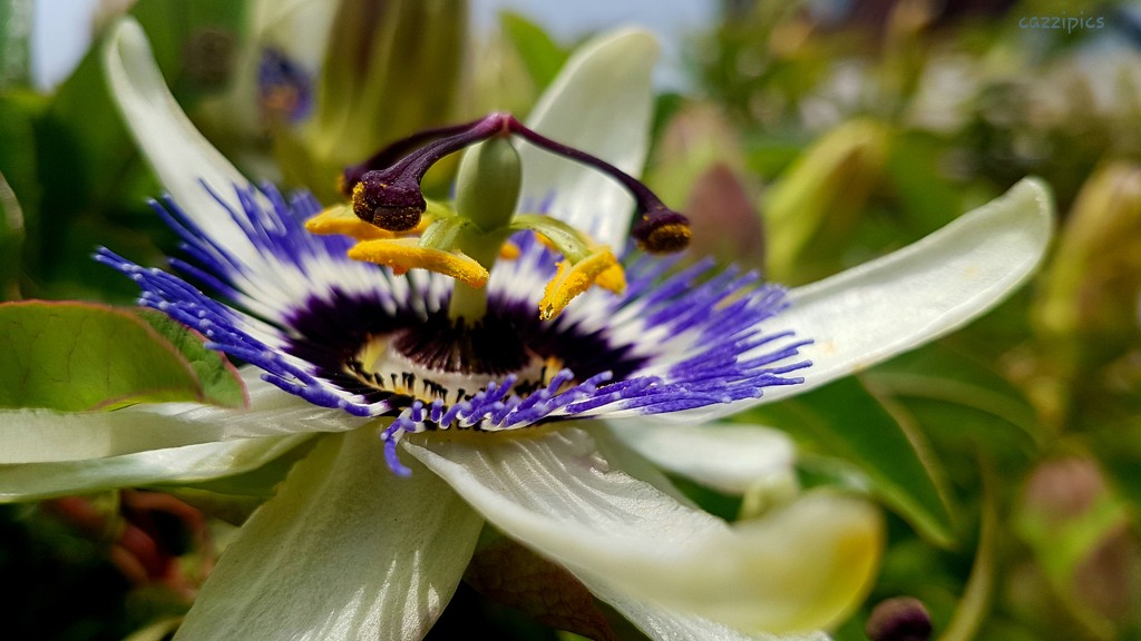 Passion Flower by serendypyty