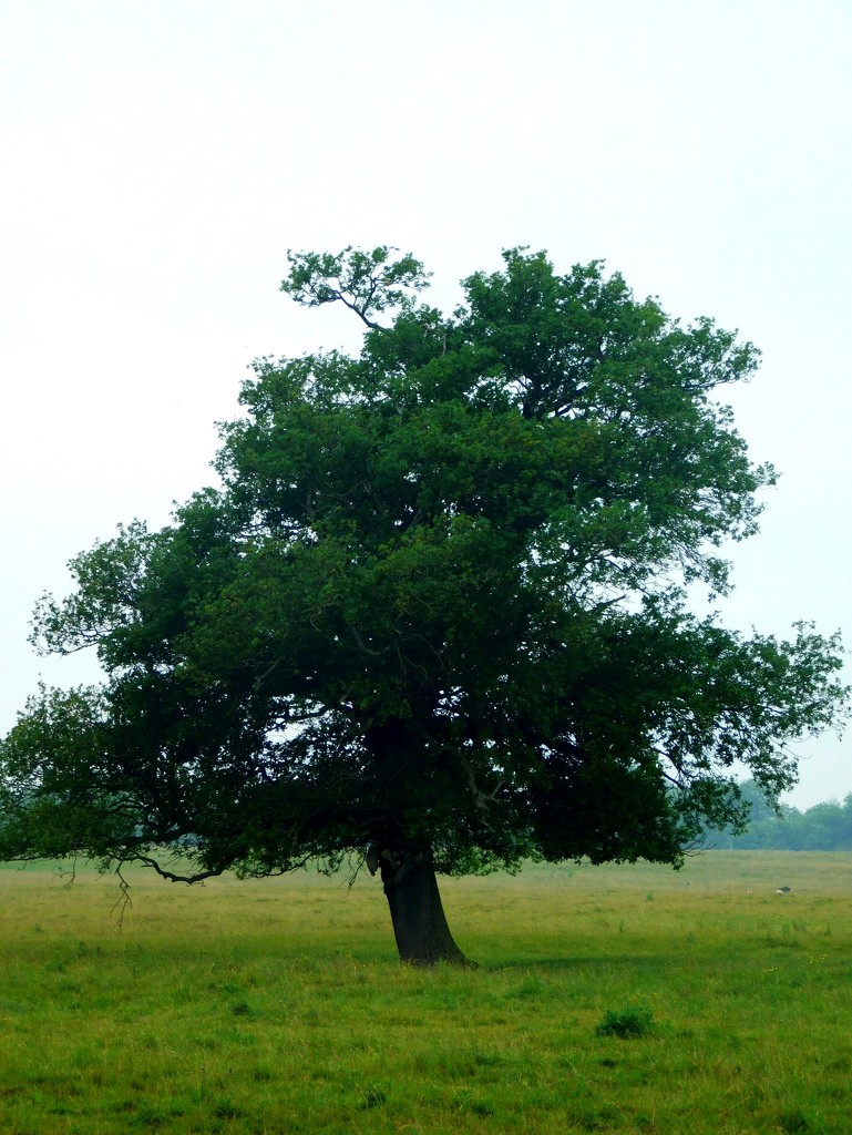 A tree by 365anne