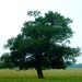 A tree by 365anne