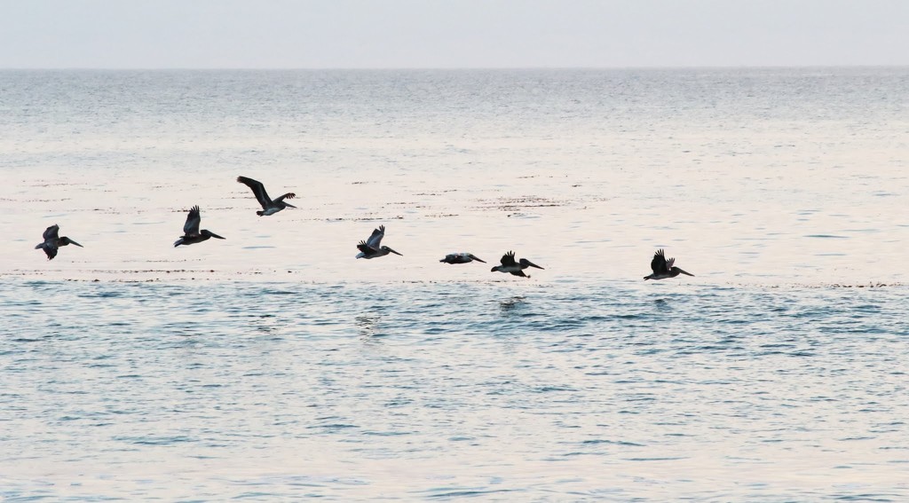 Pelicans, Santa Cruz  by blueberry1222