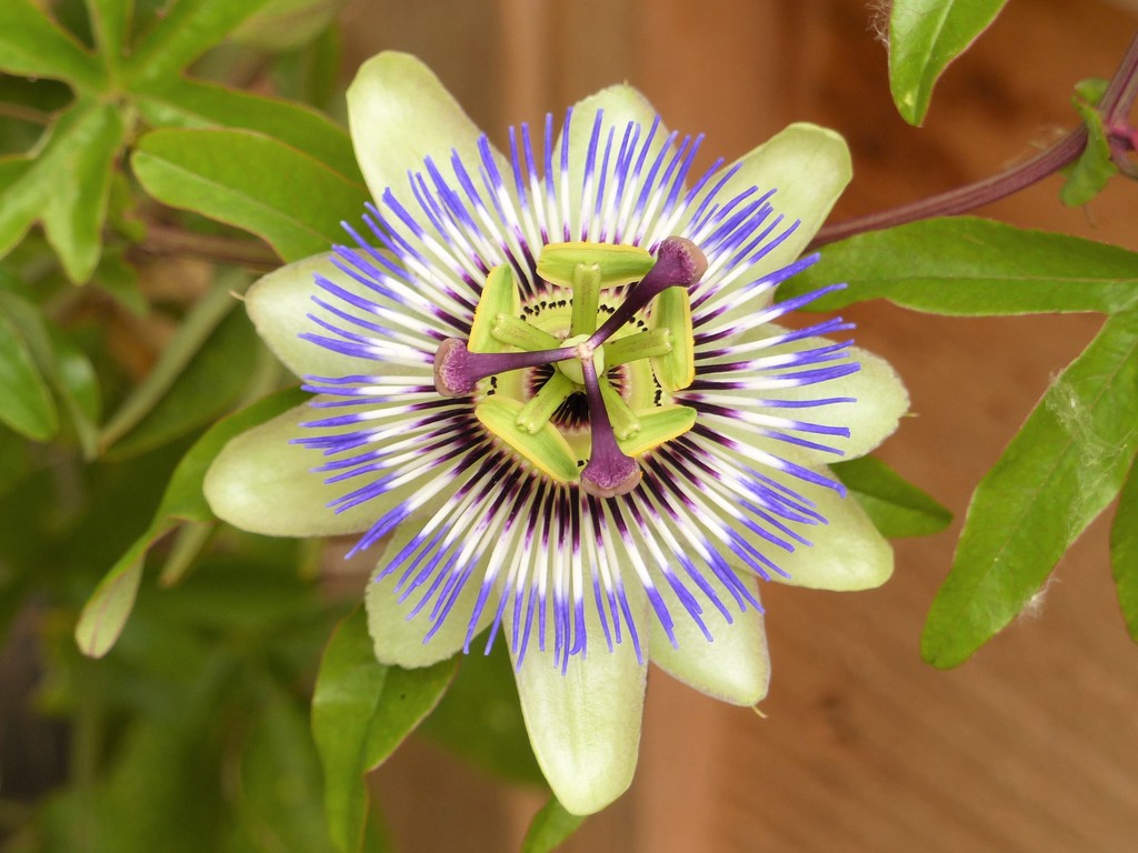  Passion Flower  by susiemc