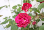 12th Jun 2020 - Red Rose Day