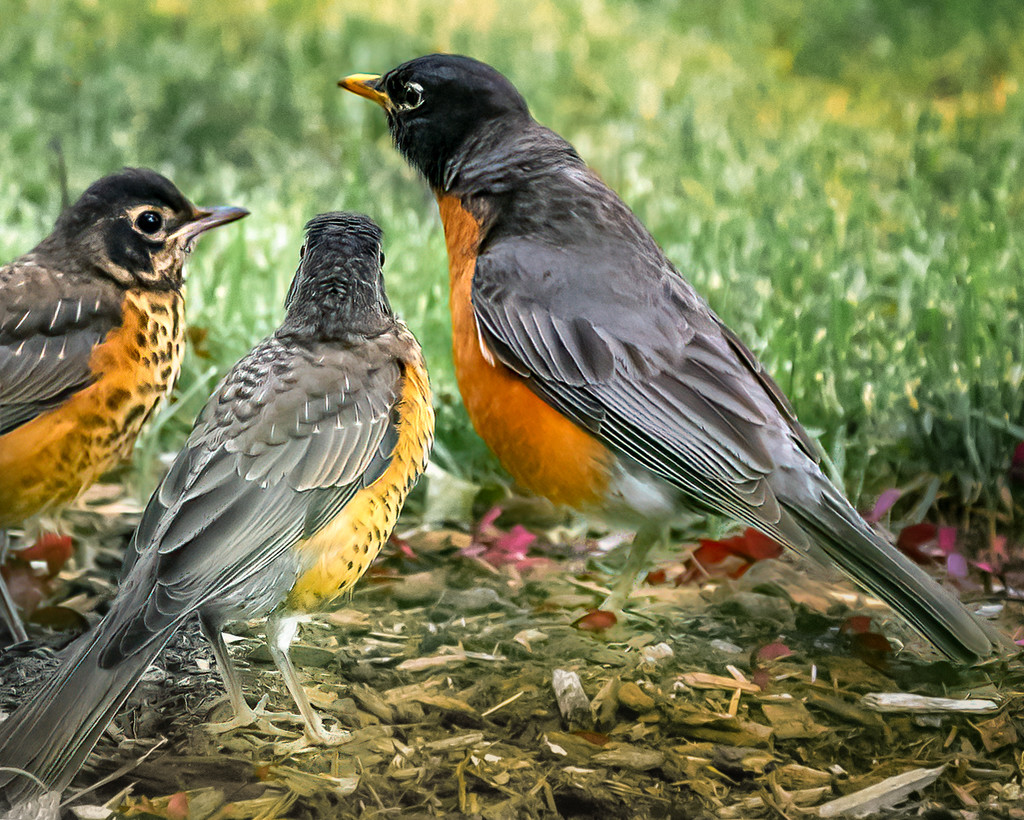 mother robin and two babies by jernst1779