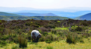 11th Jun 2020 - sheep heather and hills