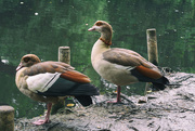 12th Jun 2020 - Egyptian geese