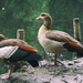 Egyptian geese by rumpelstiltskin