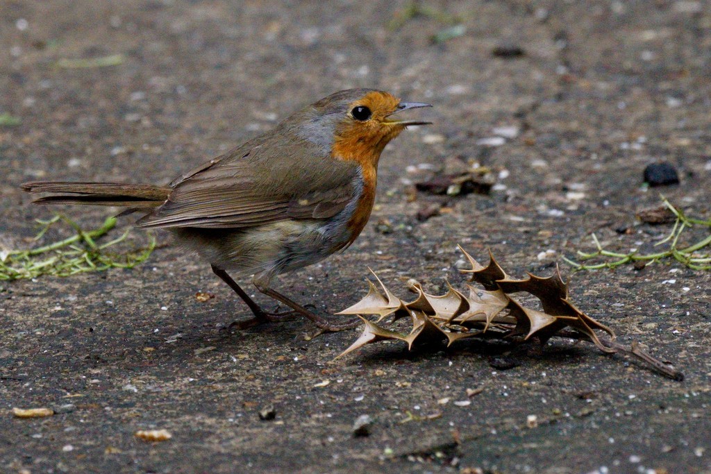 OUT OF SEASON ROBIN AND HOLLY IMAGE by markp