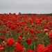 Field of Red  by phil_sandford