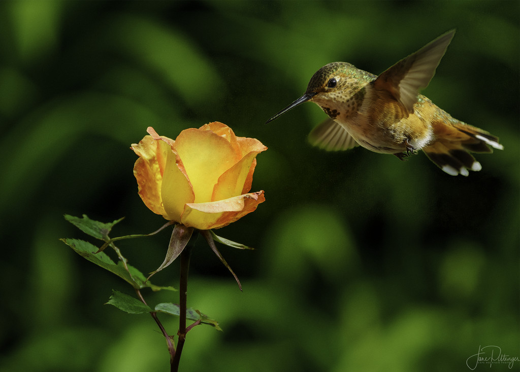 Hummer and Rose by jgpittenger