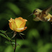 Hummer and Rose by jgpittenger