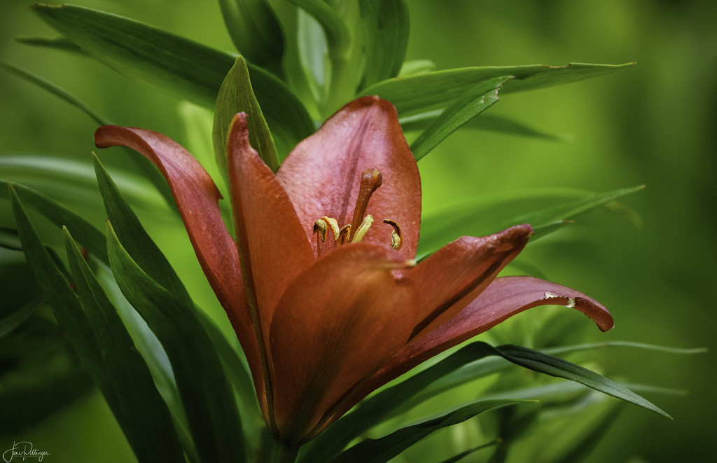 Lily  by jgpittenger