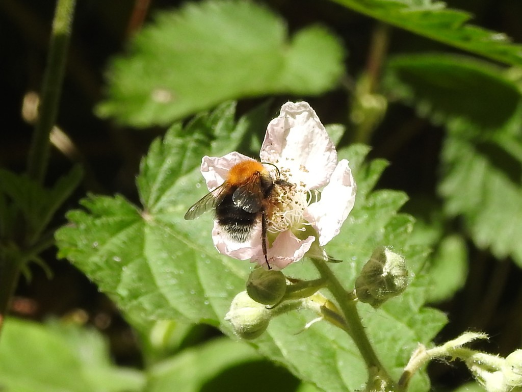 Bee on Blackberry Flower by oldjosh