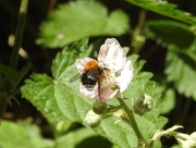 29th May 2020 - Bee on Blackberry Flower