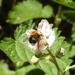 Bee on Blackberry Flower by oldjosh
