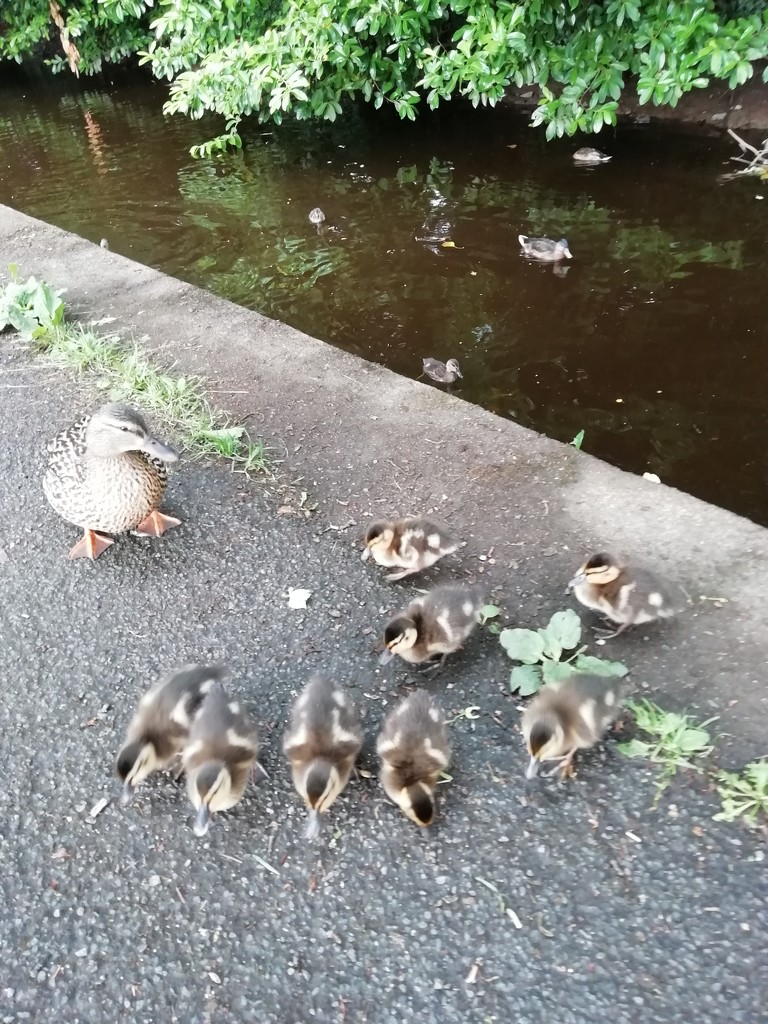 Day 88  Newcomers at the canal by jennymdennis