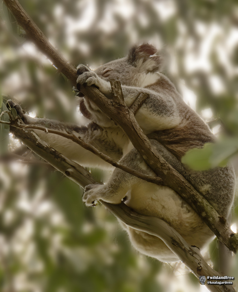 a bit of wrist support by koalagardens