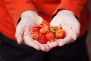 9th Jun 2020 - Home grown strawberries
