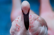 12th Jun 2020 - Flamingo Friday '20 16