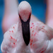 Flamingo Friday '20 16 by stray_shooter