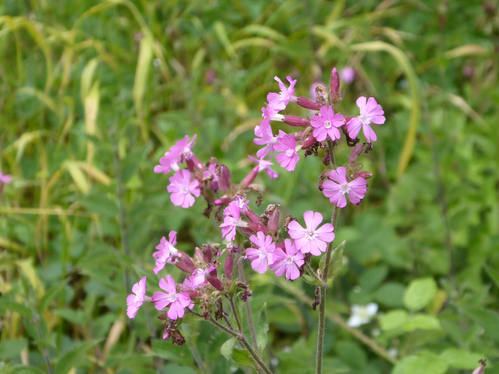 Red Campion by speedwell