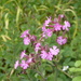 Red Campion by speedwell