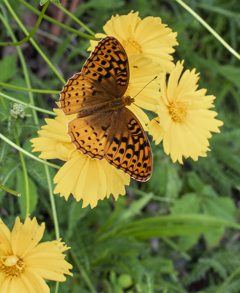 Butterfly by k9photo